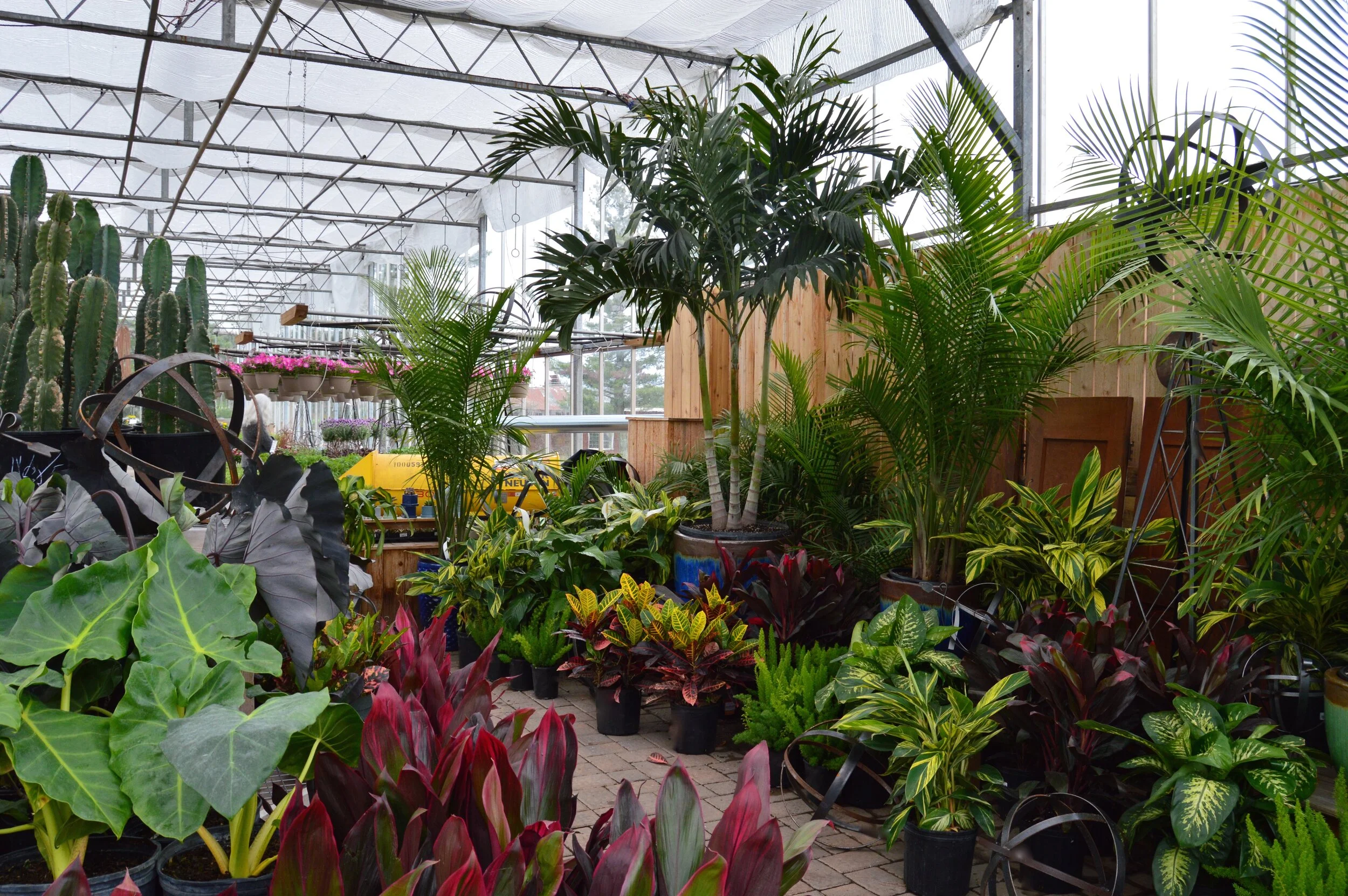 Houseplants + Tropicals — Country Garden Shed